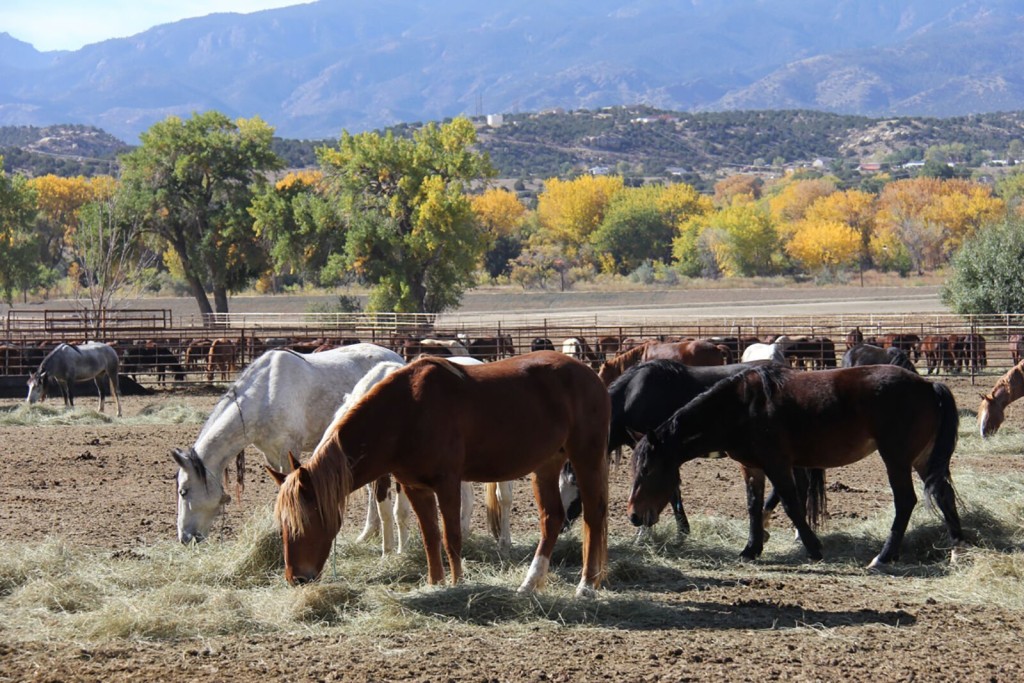 Disease Kills 85 Wild Horses At Federal Corral In Colorado; Site Under Quarantine