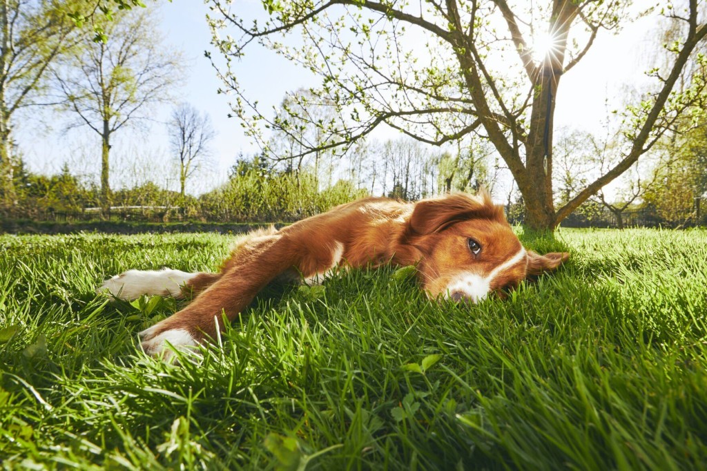 Can You Have A Lush Lawn And A Healthy Pet? Keeping Lawn Weed Free And Green While Keeping Pet Safe From Toxins