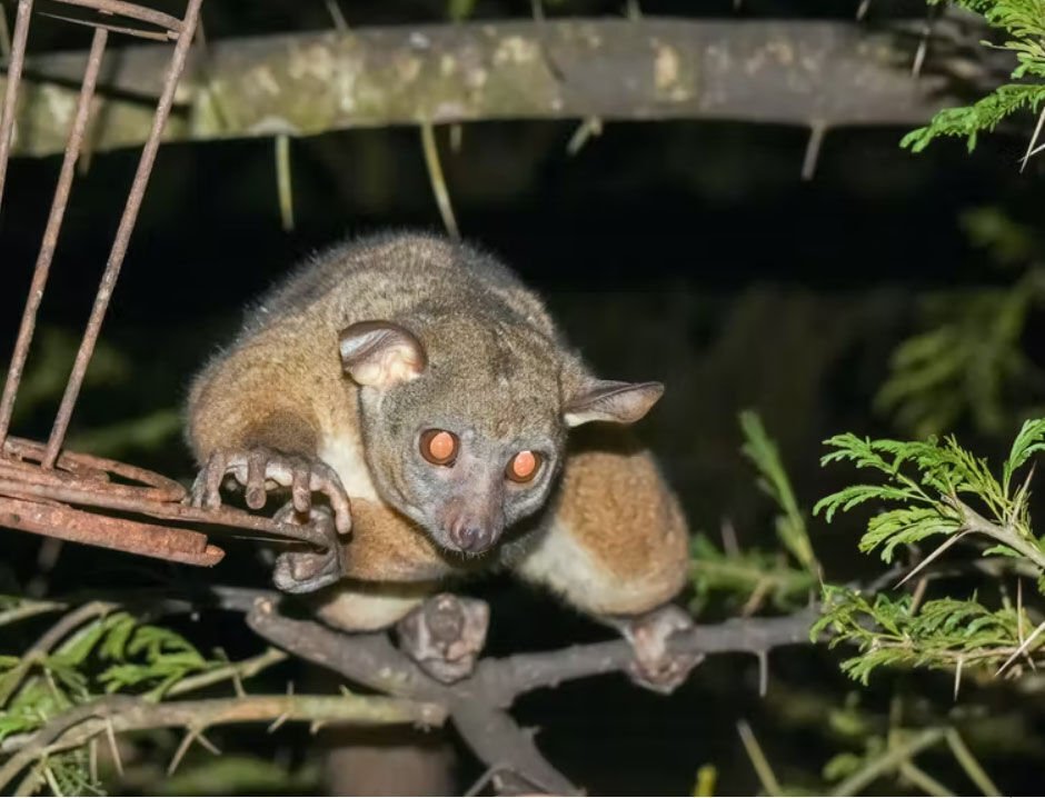 <p>This bush baby can probably see better at night than you can.</p>
<p><a class="source" href="https://www.gettyimages.com/detail/photo/bush-baby-illuminated-at-night-descending-from-a-royalty-free-image/1180488942">Smartshots International/Moment via Getty Images</a></p>