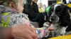 Watch Now: Displaced Ukrainian Children Find Refuge In Dog Therapy