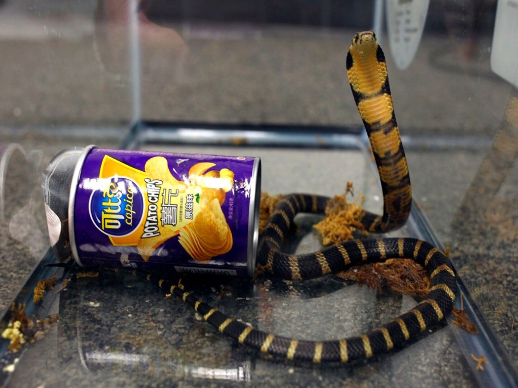 One Fifth Of Reptiles Worldwide Face Risk Of Extinction