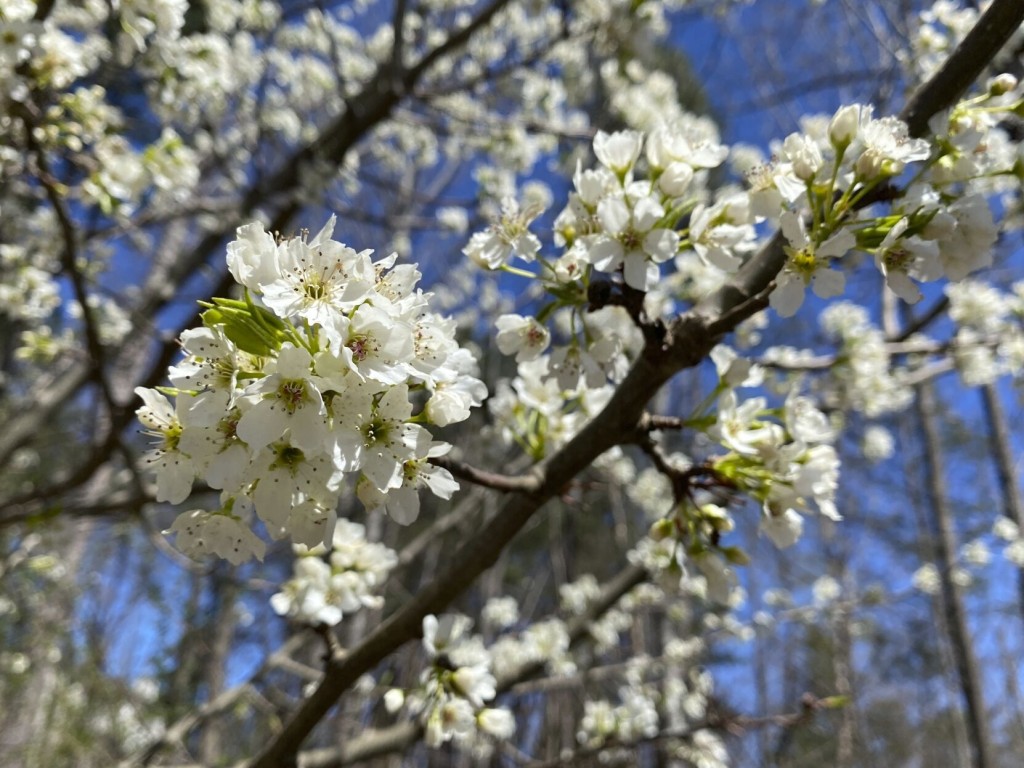 Callery Pears: An Invader ‘worse Than Murder Hornets’