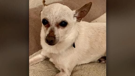 21 Year Old Chihuahua Named Tobykeith Declared World’s Oldest Living Dog