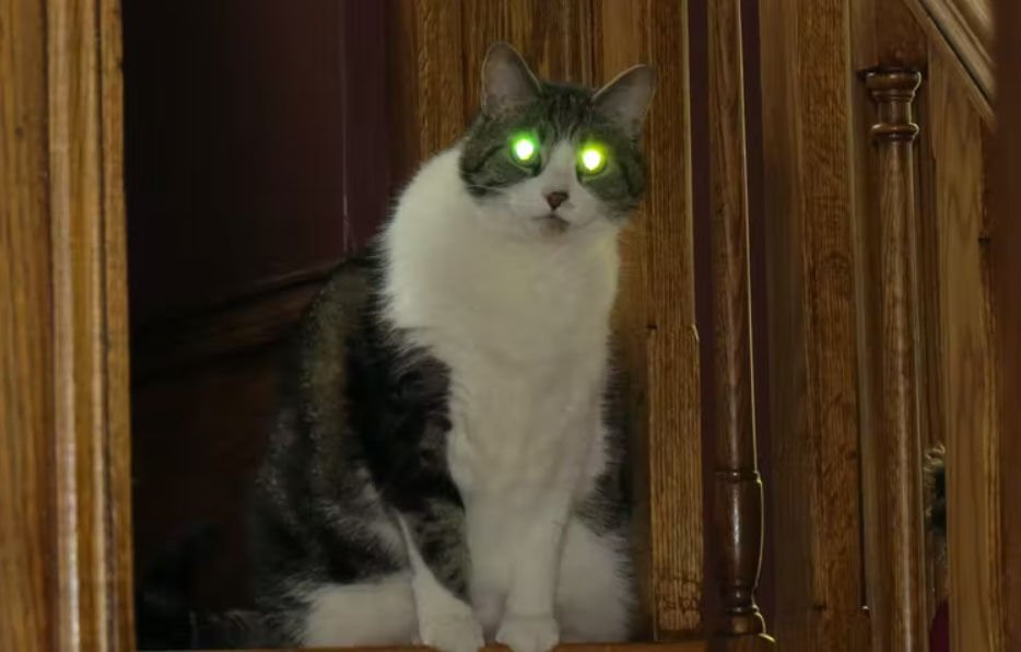 Why Do Cats And Other Animals’ Eyes Glow In The Dark?