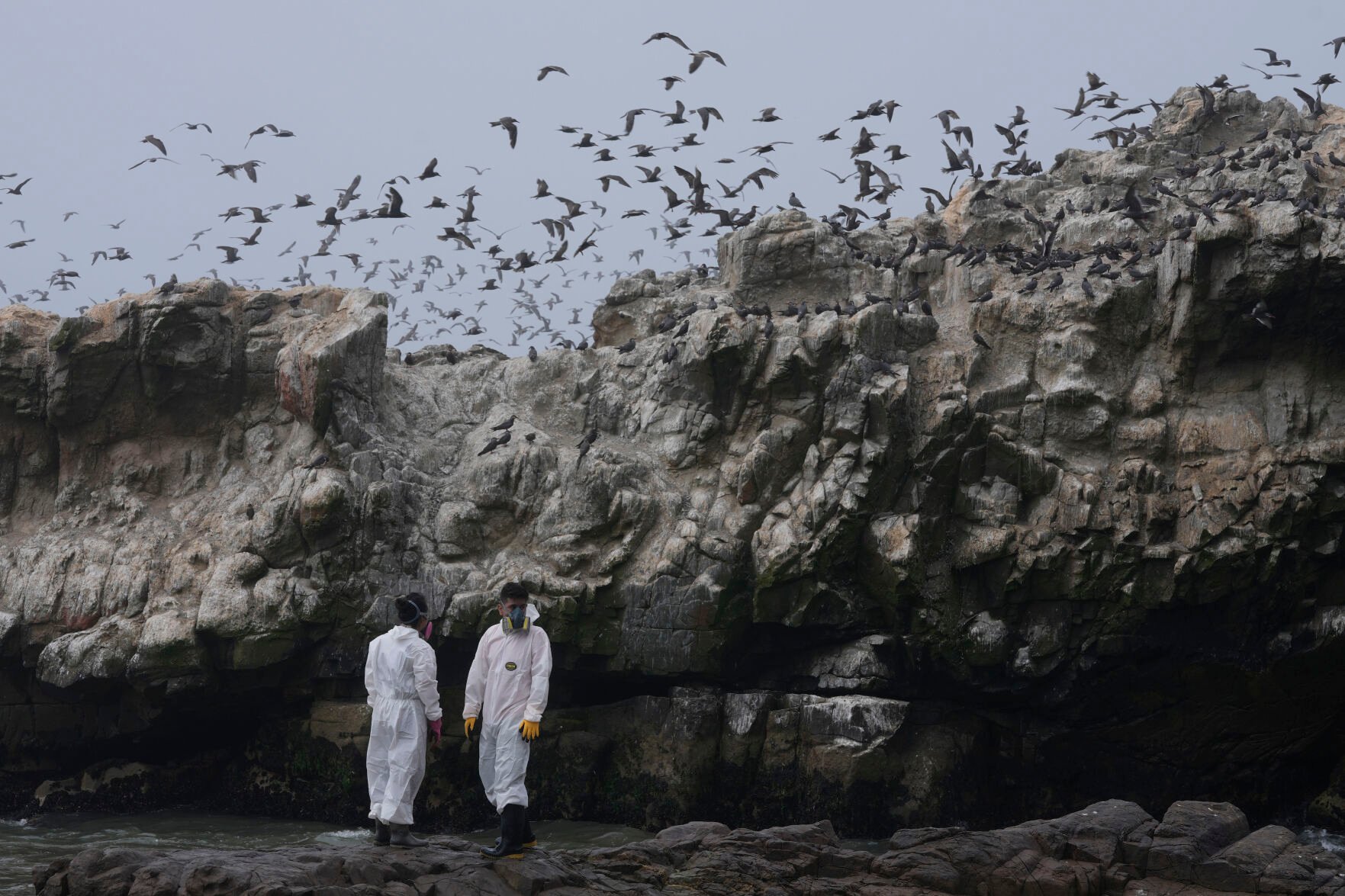 <p>FILE - Workers clean oil from Cavero Beach in the Ventanilla district of Callao, Peru, Friday, Jan. 21, 2022. </p>