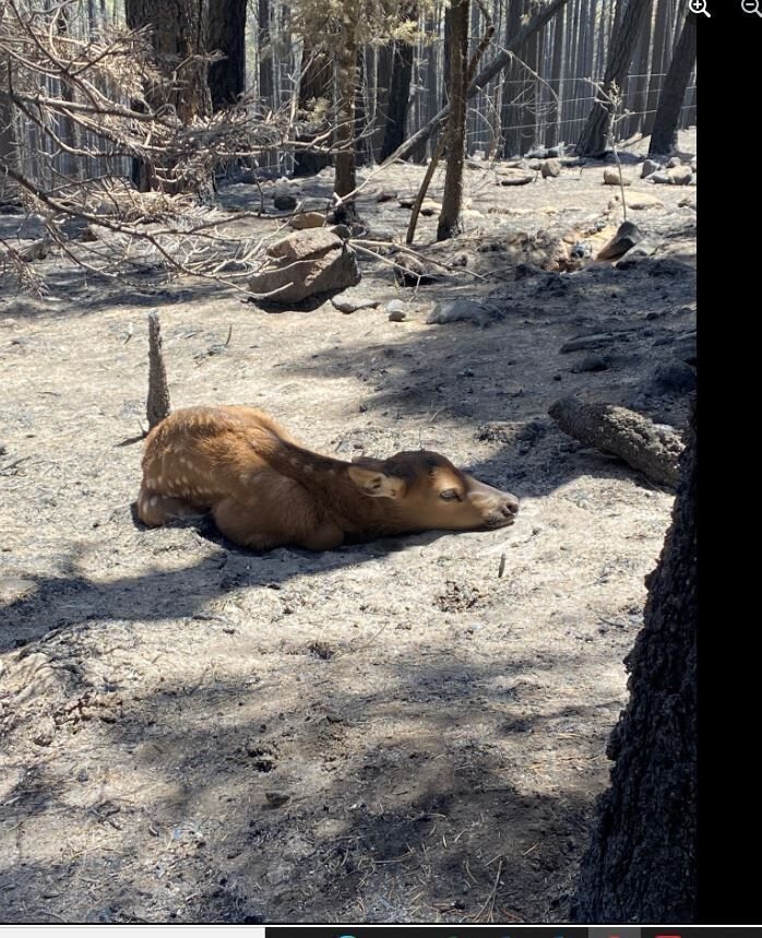 <p>"She was lying quietly in a six-inch deep layer of white ash, surrounded by the blackened remains of fir trees,” Missoula firefighter Nate Sink said.</p>