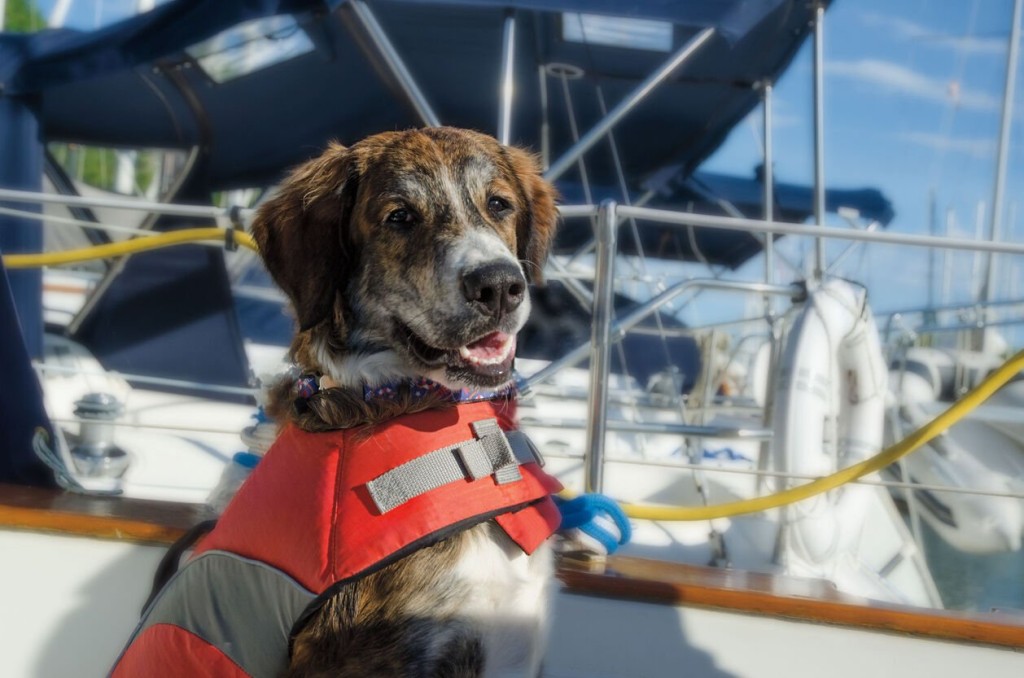 All Paws Aboard! Tips For Safe Boating With Your Pet