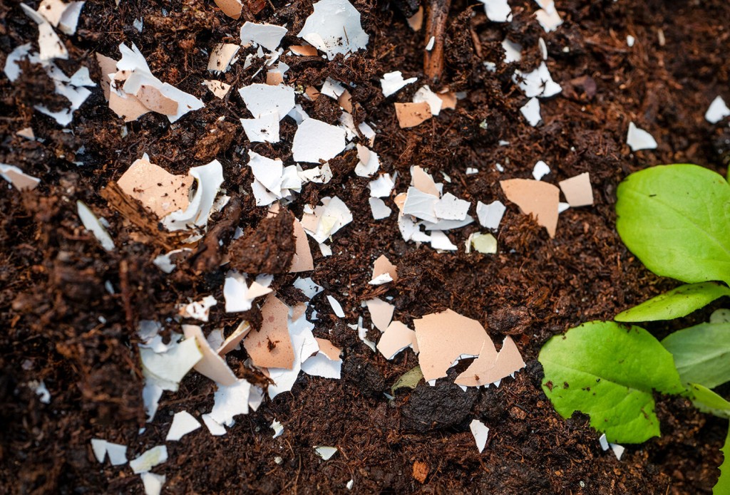 Vegetable Gardens 101: How To Start Your Own Garden