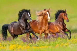 Horses 3