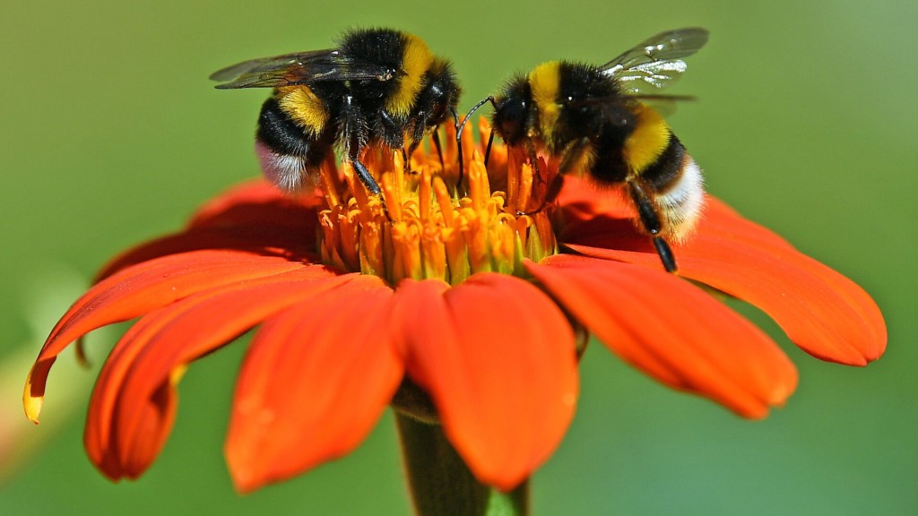 6 Surprising Things About Bees On World Bee Day