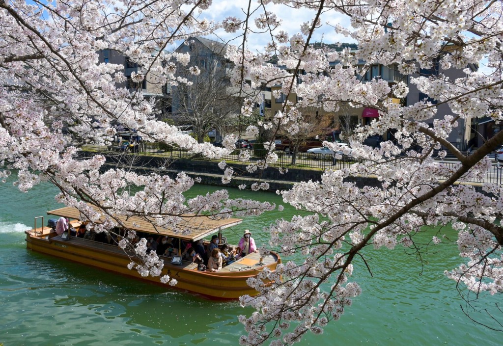 The Climate Crisis Is Making Japan’s Cherry Blossoms Bloom Earlier