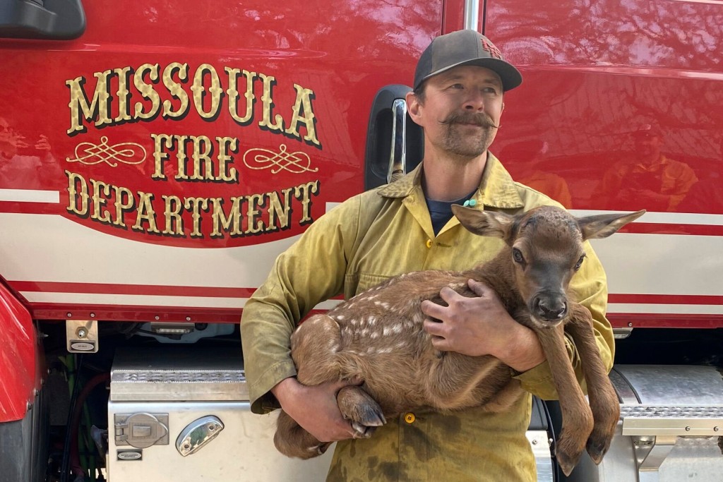 Firefighters Rescue Orphaned Elk Calf Named ‘cinder’ From Wildfire’s Ashes