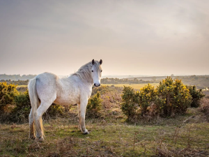 Horses 2