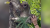 Watch Now: Adorable Moment Baby Sloth Is Reunited With Mom In Costa Rica