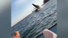 Watch Now: Humpback Whale Slams Into Boat In Mexico