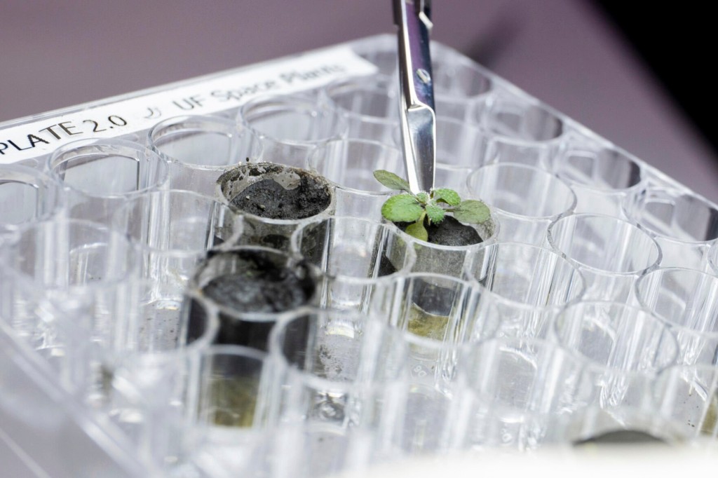 Scientists Grow Plants In Lunar Dirt; Next Stop Moon
