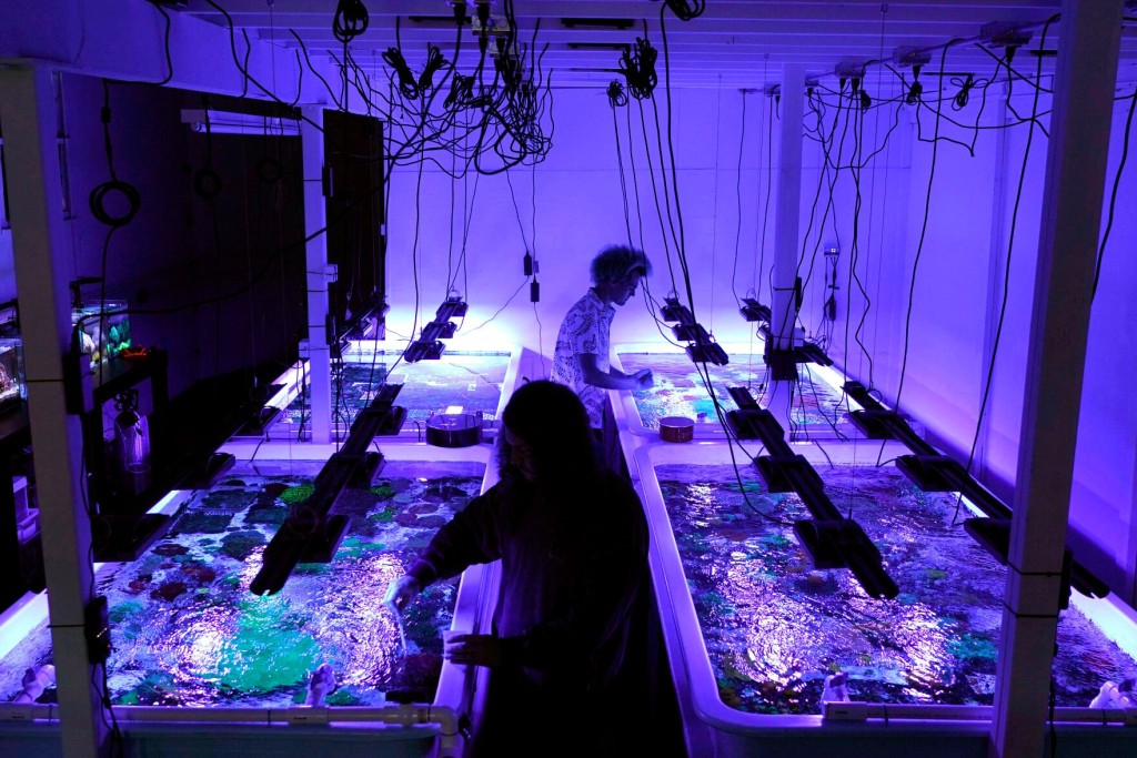 Coral Reefs Provide Stunning Images Of A World Under Assault