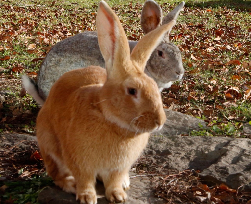Thinking About Getting A Pet Rabbit? What To Know Before You Hop To It