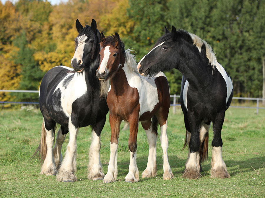 Horses 5