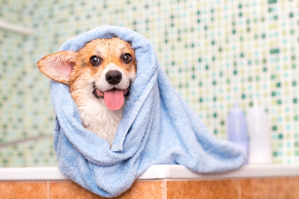 Keeping Your Pooch Pristine: What’s The Perfect Sudsing Schedule For Your Furkid?