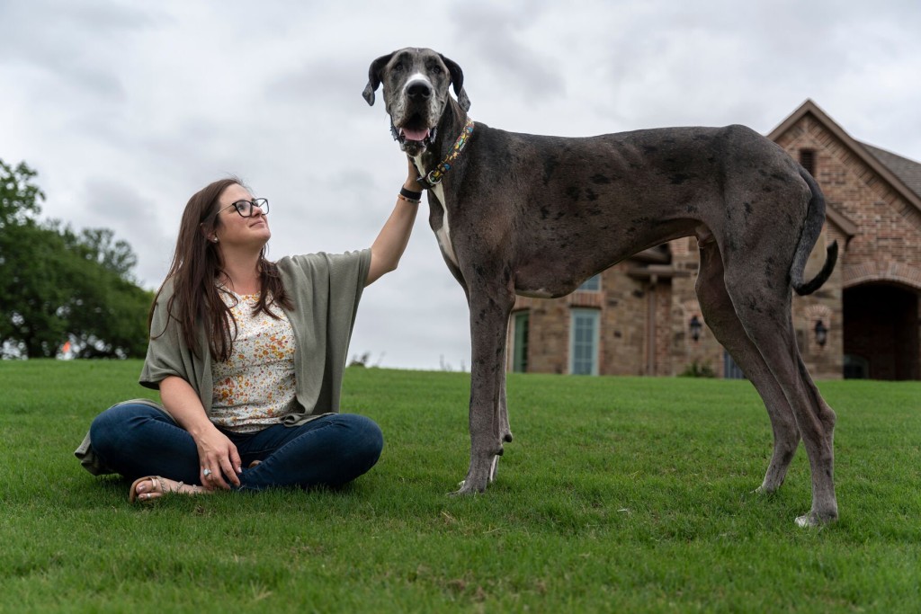 Zeus, A Great Dane From Texas, Is World’s Tallest Dog