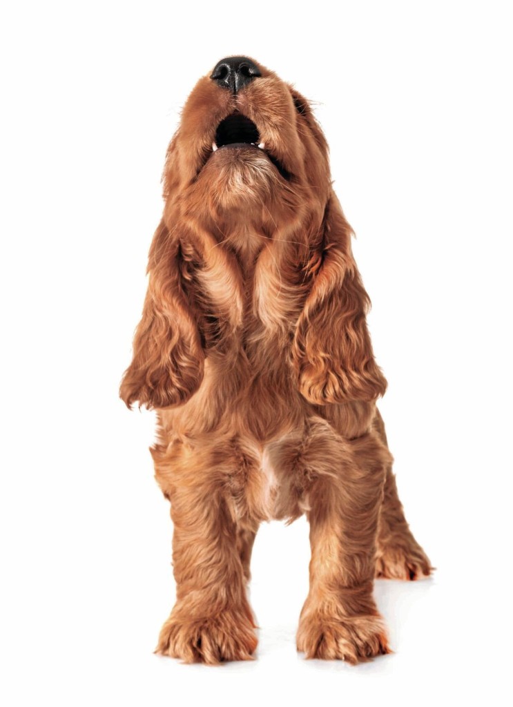 How To Tell What Your Barking Dog Is Trying To Say