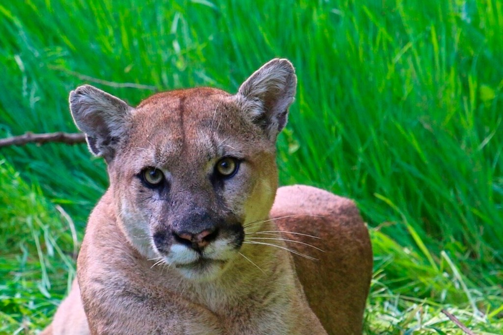 Woman Says Dog Defended Her From Mountain Lion Attack In California