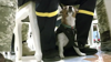 Watch Now: Ukrainian Bomb Sniffing Dog Awarded Medal By Zelenskyy