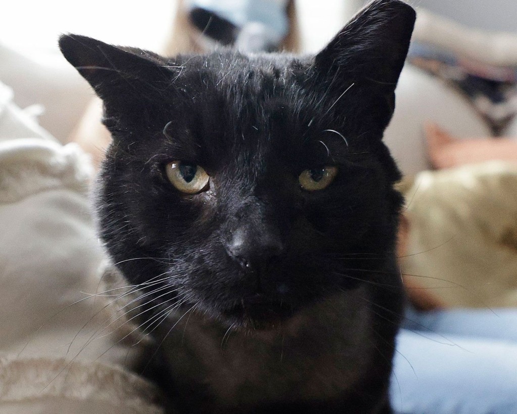 Buddy The Cat Was Close To Death. Now He’s Helping Ensure Other Animals Survive