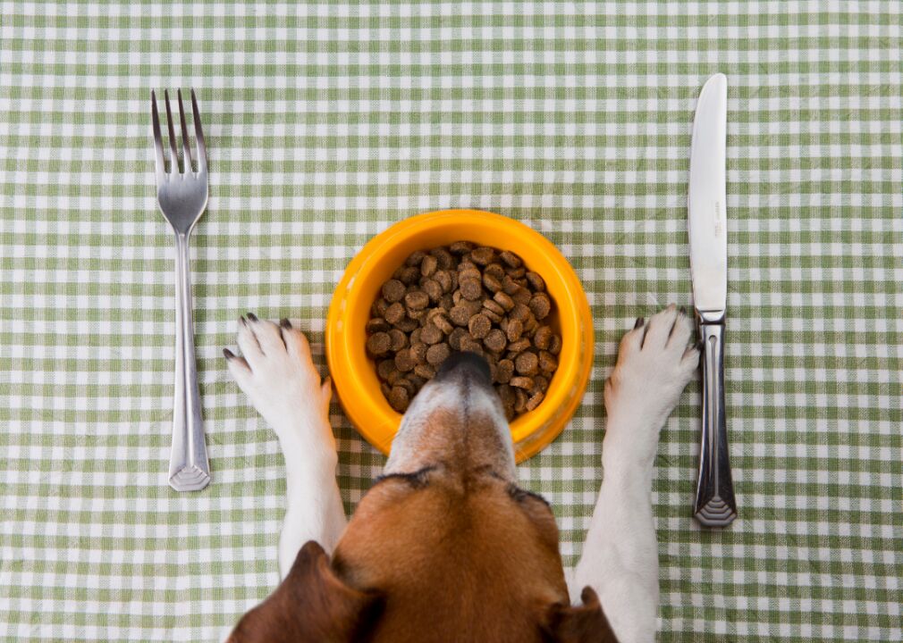 Debunking Common Pet Food Myths