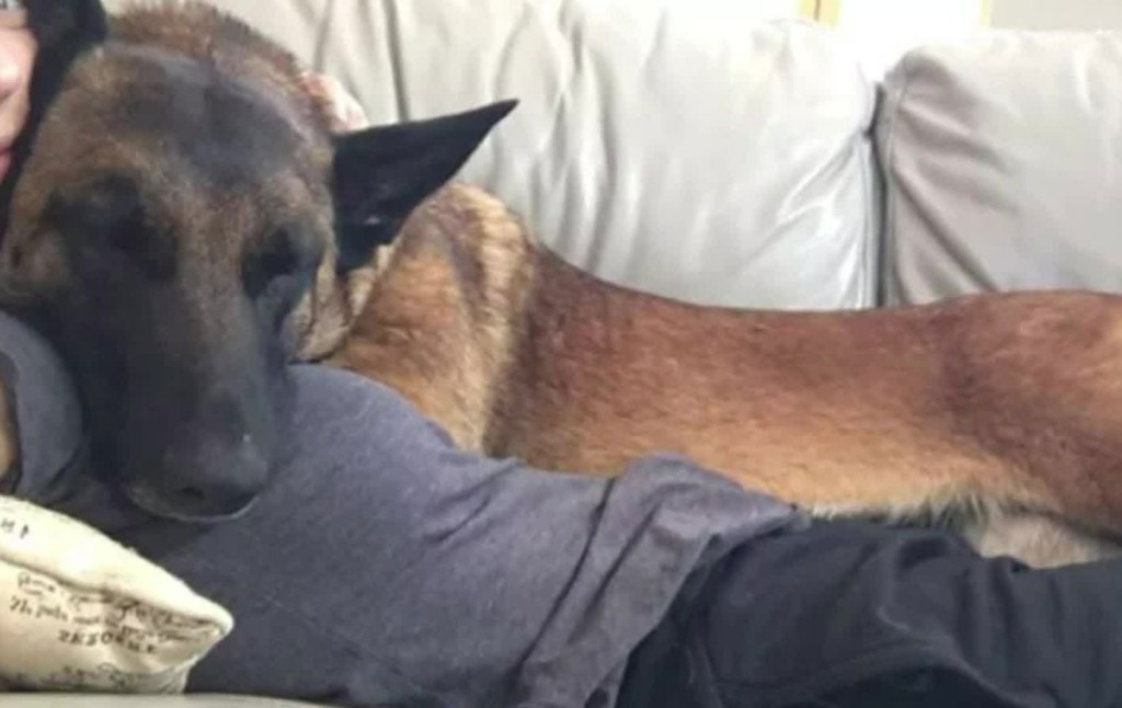 Dog That Defended California Owner From Mountain Lion Dies