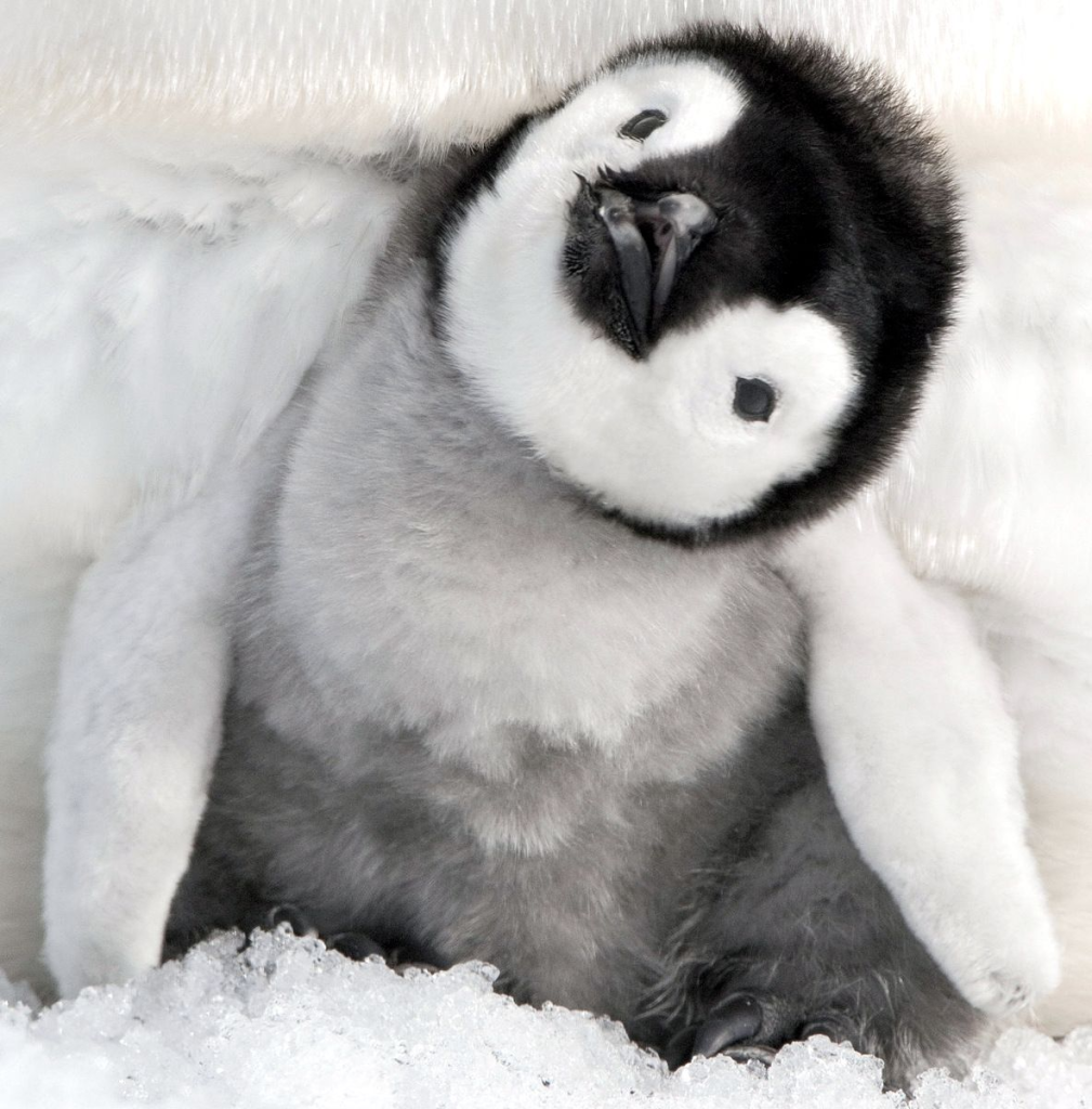 Baby Penguins 2