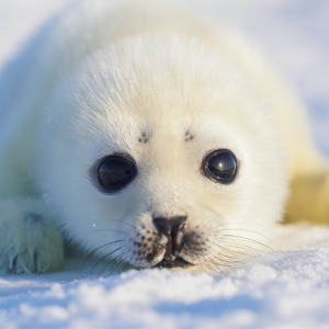 Baby Seal 1