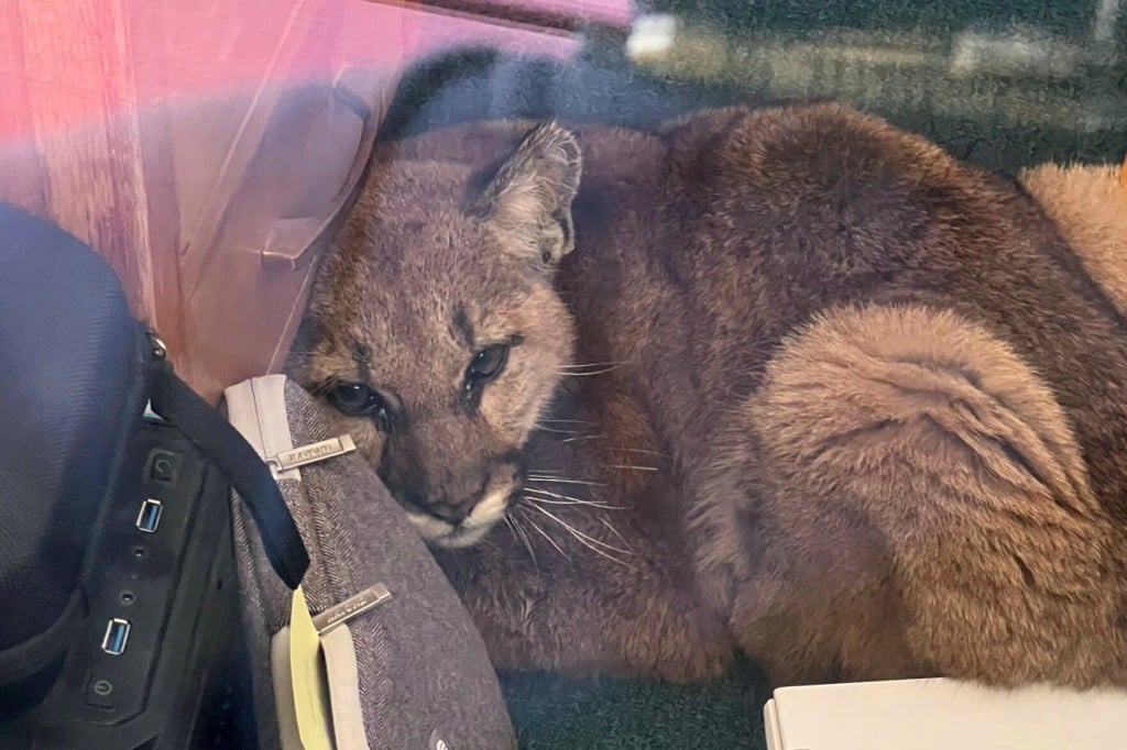 Janitor Corrals Curious Cougar In Empty California Classroom