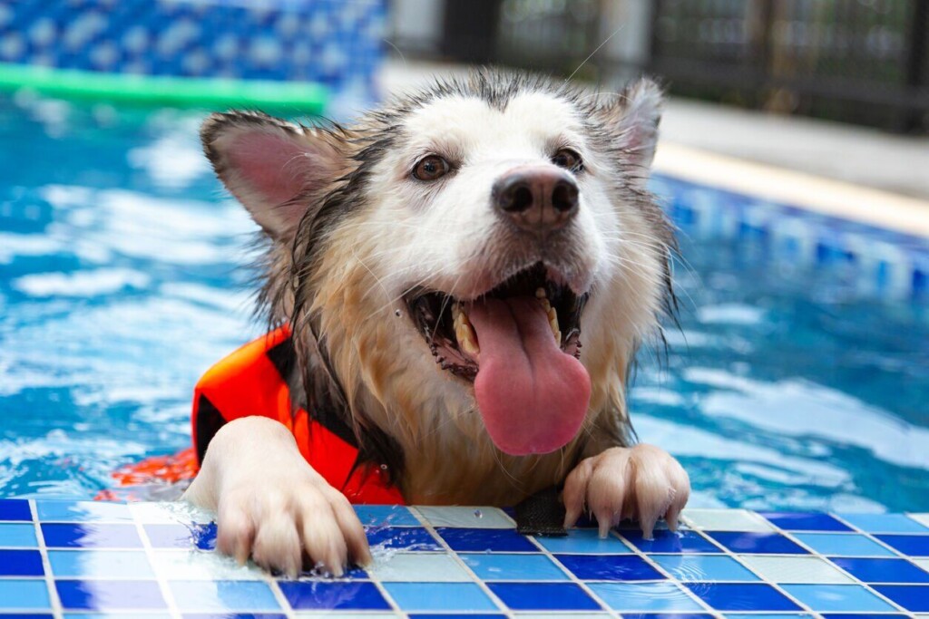 Can All Dogs Swim? How To Tell If Your Pup Is Water Ready