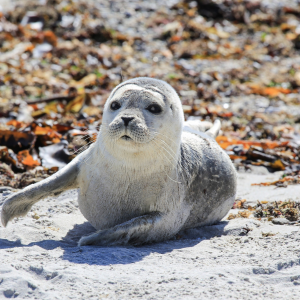 Baby Seal 2