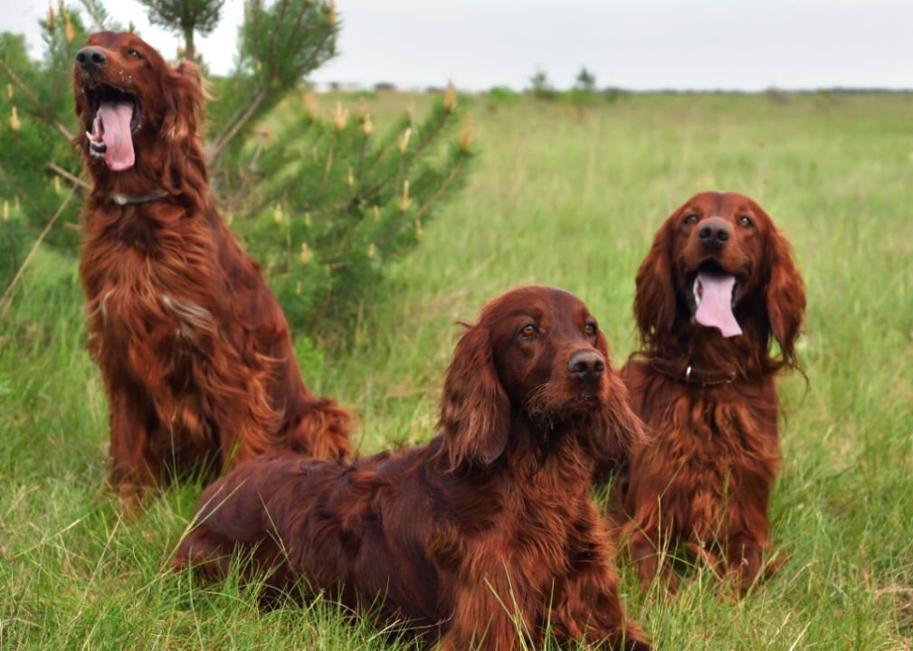 Dog Breeds With The Most Timeless Popularity
