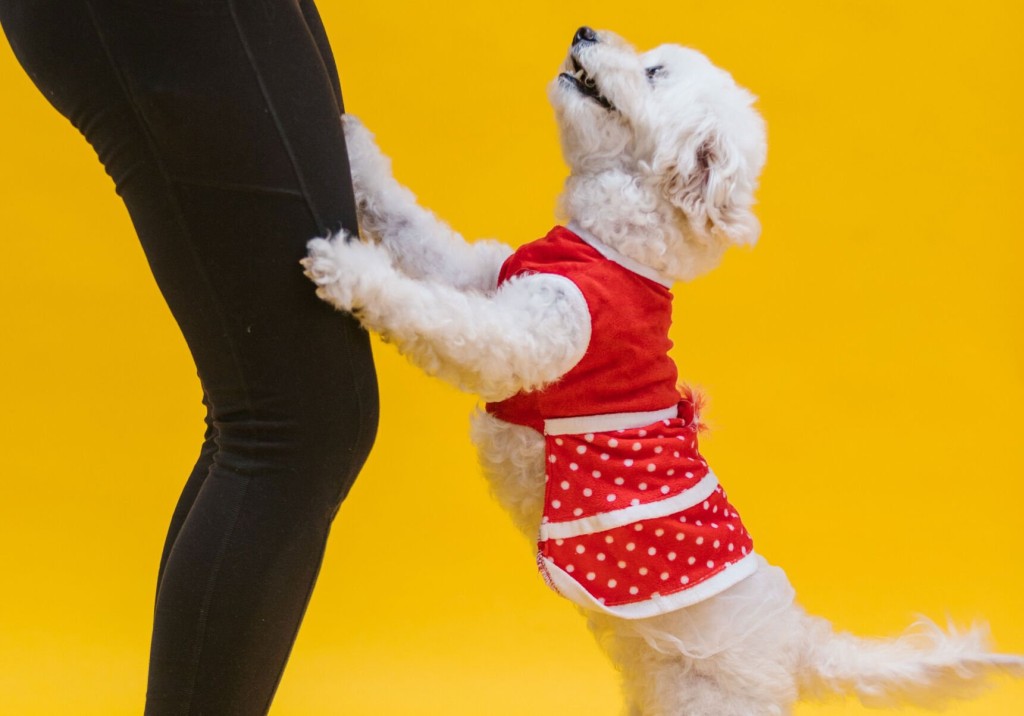 Jumping On People Is A Natural Reaction For Excited Dogs, But You Can Stop It