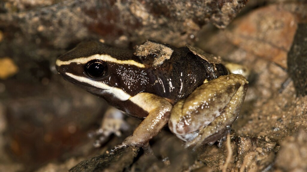 There Are Dads Worse Than You — In The Animal Kingdom