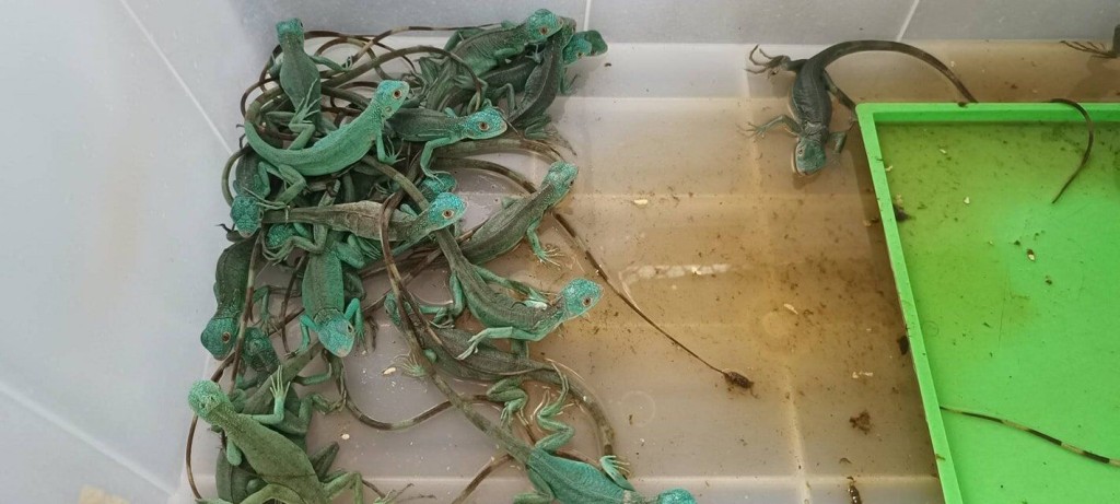 X Ray Finds 109 Live Animals In Women’s Luggage At Bangkok Airport, Thai Officials Say