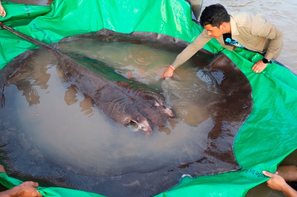 Watch Now: World’s Largest Recorded Freshwater Fish Caught In Cambodia