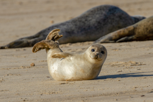 Baby Seal 3