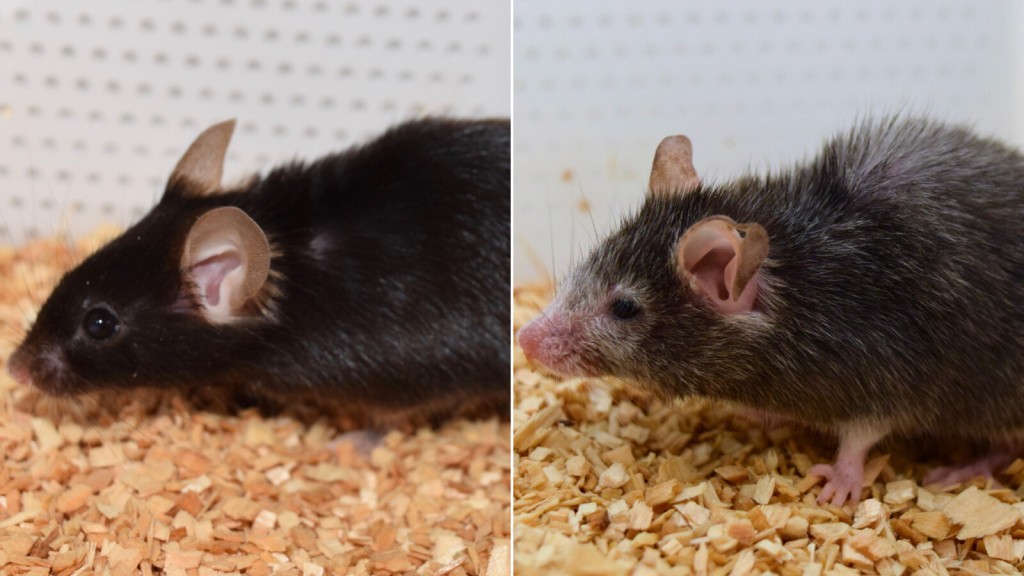 The ‘benjamin Button’ Effect: Scientists Can Reverse Aging In Mice. The Goal Is To Do The Same For Humans