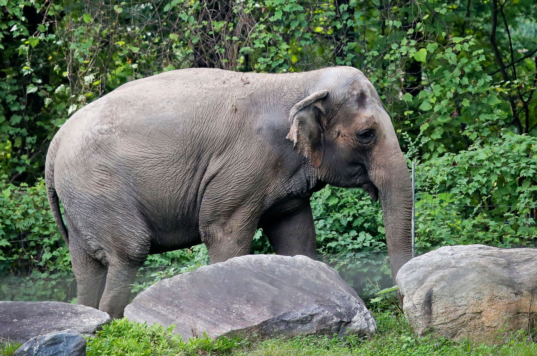 <p>In this Oct. 2, 2018, photo, Bronx Zoo elephant Happy strolls inside the zoo's Asia Habitat in New York.</p>