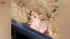Watch Now: Cheetah Hops On Tourist Vehicle In Namibia
