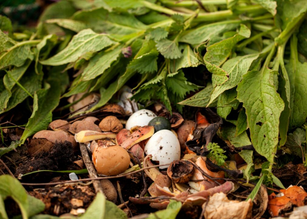 Bedbugs’ Biggest Impact May Be On Mental Health After An Infestation Of These Bloodsucking Parasites