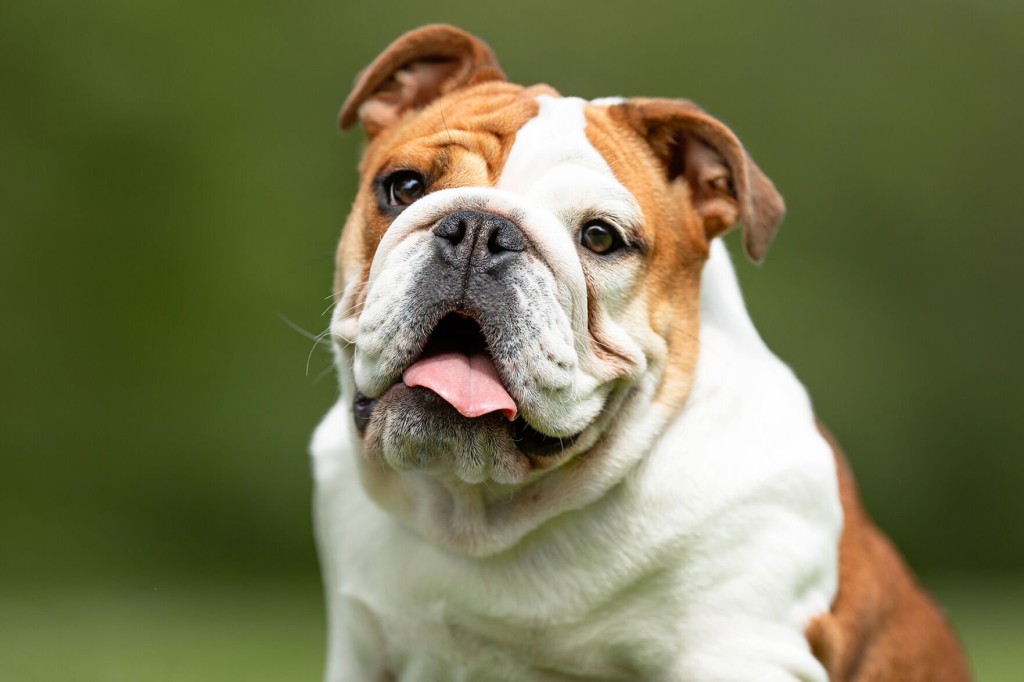 Vets Want Animal Lovers To Stop Buying English Bulldogs. Here’s Why.