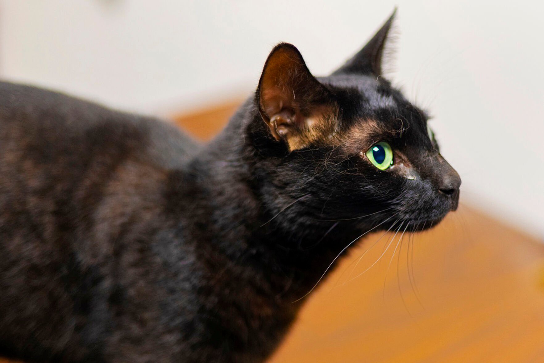 <p>This image shows Rowdy the Cat after being captured on Wednesday at Logan Airport in Boston.</p>