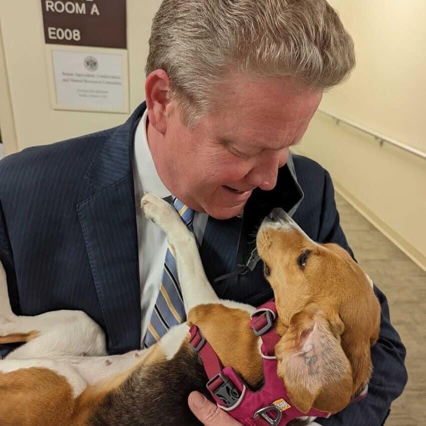 Judge Oks Plan To Put About 4,000 Beagles From Virginia Breeder Mill Up For Adoption