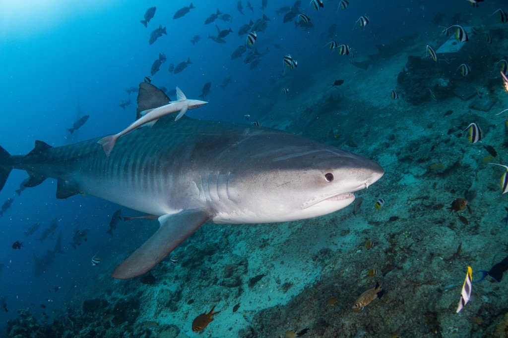 Sharks Are Millions Of Years Older Than Dinosaurs And 5 Other Facts That May Surprise You